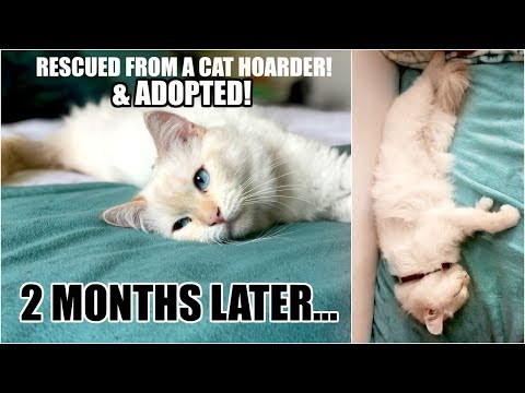2 MONTHS AFTER CAT ADOPTION! My Cat is a Psychic!? | Louise Update!