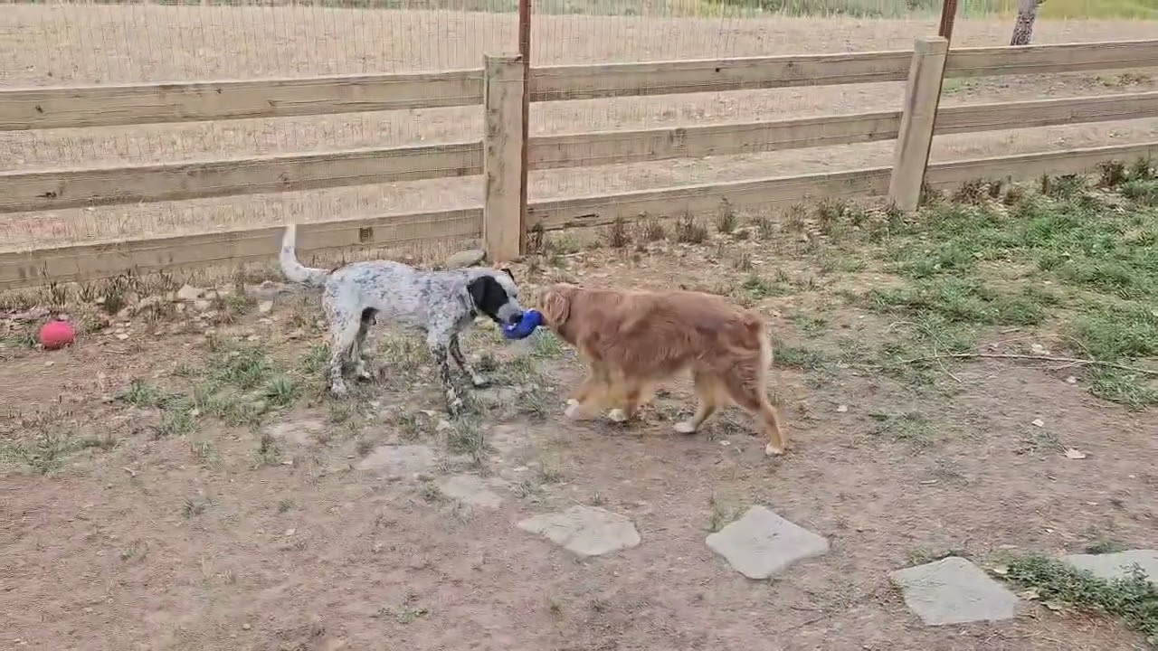 Enlarge Rocky, a Adoptable mixed breed in Thornton, CO video 3/6