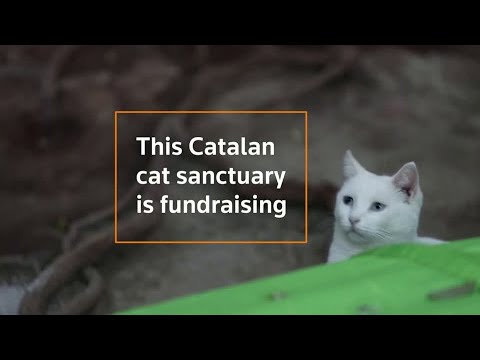 猫の聖域はオンラインマッチを提供しています (Cat sanctuary offers online matches)