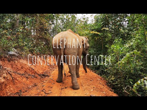 VLOG #11 - Laos, Elephant Conservation Center (ECC)