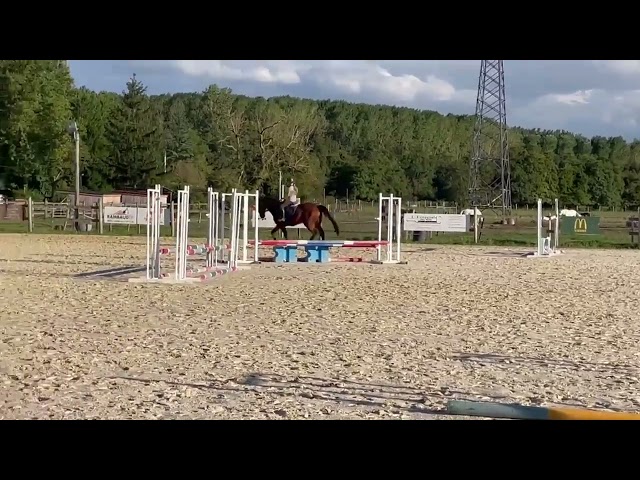 Mare Selle Fran&ccedil;ais For sale 2015 Bay