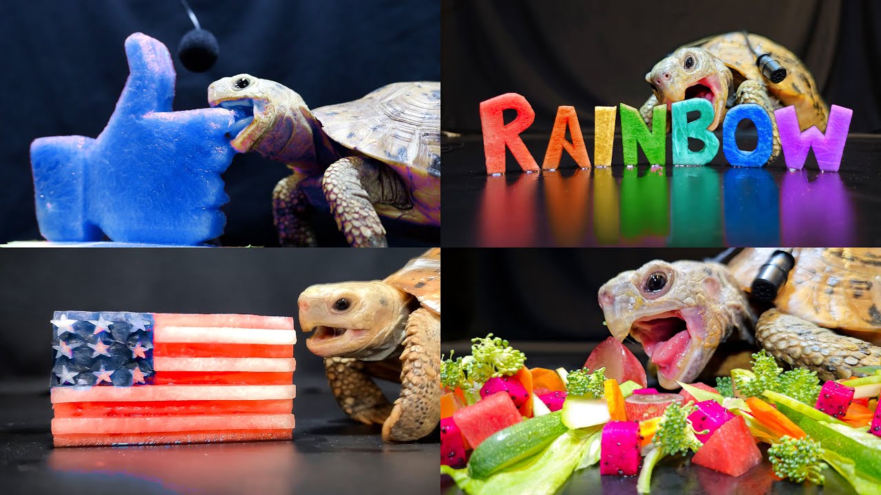 ASMR Mukbang Eating Food for Sleep ✨ Turtle Tortoise