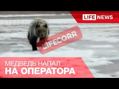 Медведь напал на людей, которые снимали его на видео