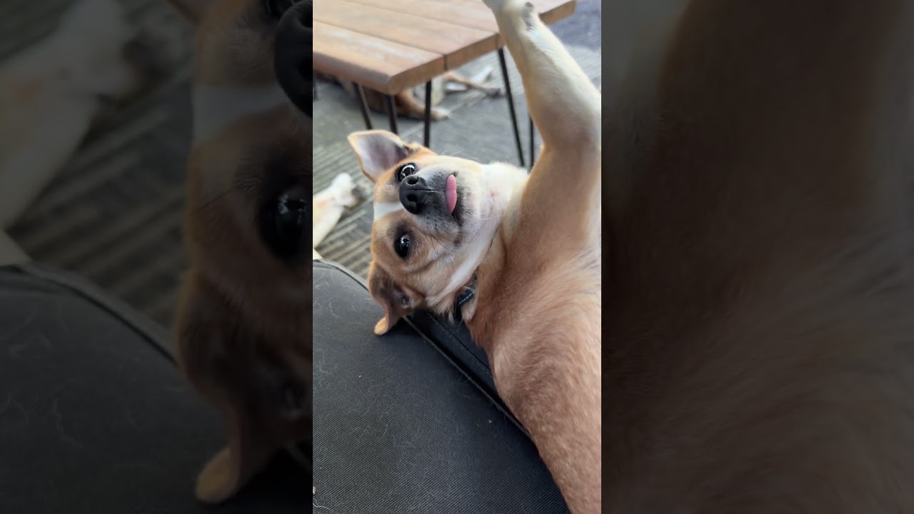 Enlarge Nutters, an adopted mixed breed in Chico, CA video 2/6