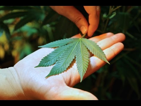 Medicated - High Rollaz ft. Phalon & Dat Boi T