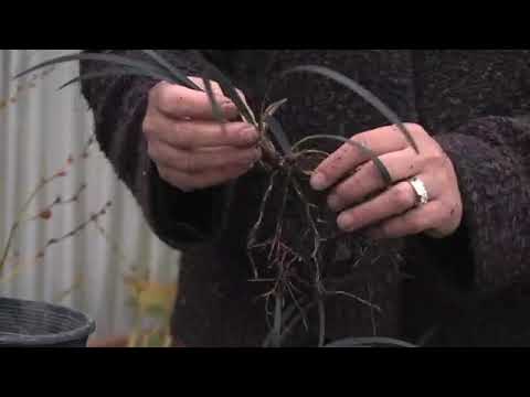 How to Grow Mondo Grass