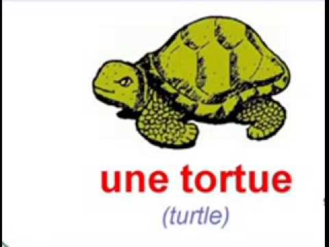 LES ANIMAUX تعلم بالفرنسيه اسماء الحيوانات