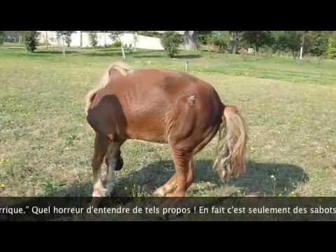 comment soigner abces pied cheval