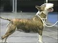 The Bull Terrier Club Trophy Show 2001