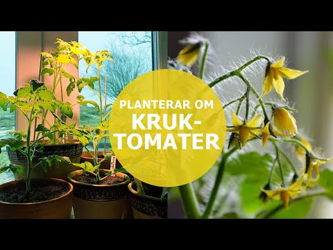 Kruktomater - att plantera om