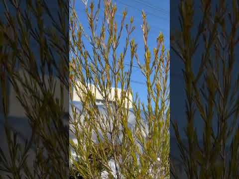 園芸 春の雪の結晶、白い鐘