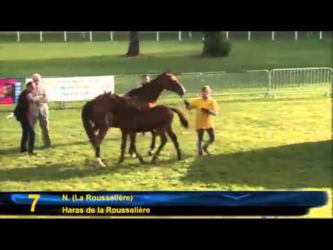 Show AQPS du Lion d'Angers 2010 -  Lot 6 a 7