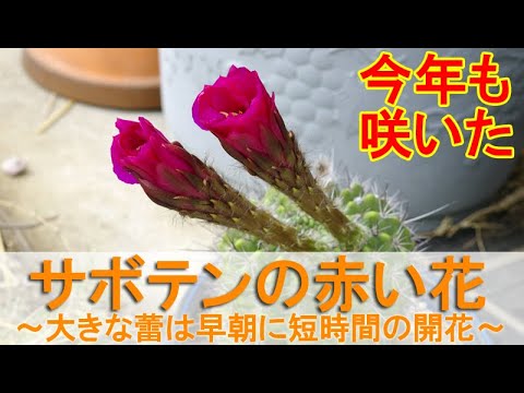 園芸 赤い花を持つ地下ウチワサボテン