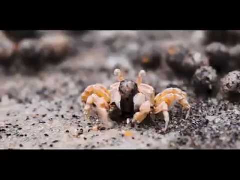 DOTS - AES Dana / Zen Baboon / Cell - Aftermovie Part 1