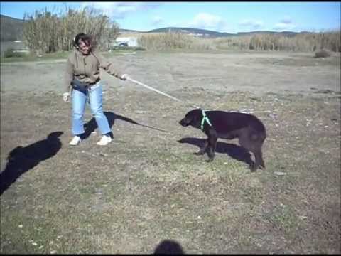 Animalinneed: This is Donika!