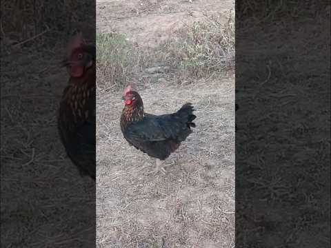 #Shorts Sítio Gravatá Santana do Ipanema-AL