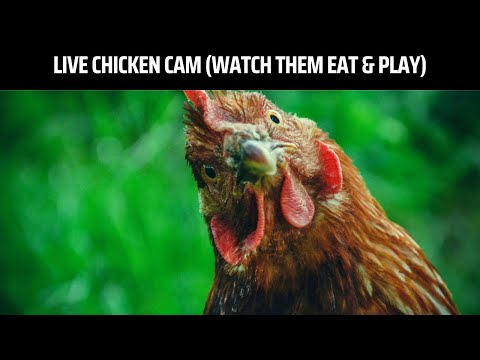 , title : 'LIVE Chicken Coop Camera in 4K (You'll Never Believe What They Do)'