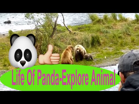Panda Cute - National Geographic - Life or Panda - Explore Animal