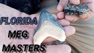 Extracting and Digging Beautiful Florida fossilized sharks teeth