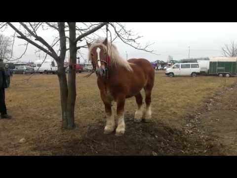 Skaryszew 2015 Wstepy 2015 cz.2