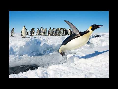 Penguin Paradise - Chillout Bass Music Mix