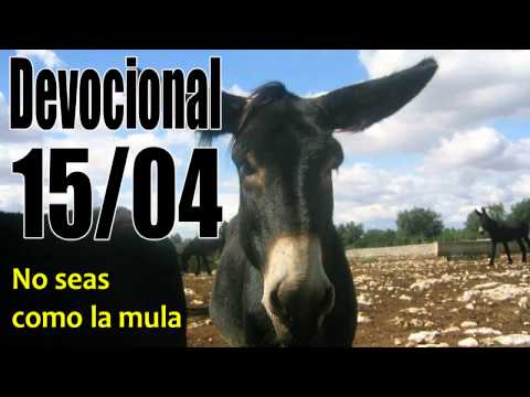 No seas como la mula. Devocional John Piper Solid Joys 15/04