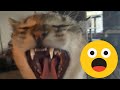 MONSTER Cat Screaming Like Crazy Viral