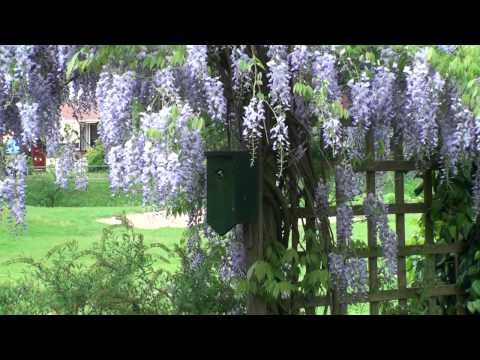 Koolmees komt uit nestkast