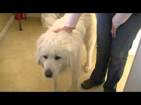 Desiree, an adopted Great Pyrenees in Rifle, CO_image-1