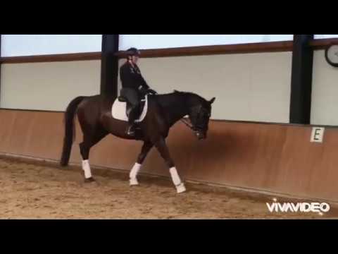 Bali, Gelding, Height 172 cm, 6 years old, Breed Bretton Woods x Sir Donnerhall 1.