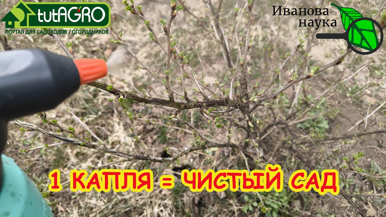 Этот порошок творит чудеса: болезни исчезнут на глазах! Мощный очиститель дл