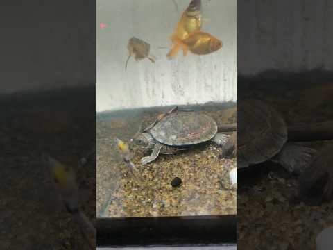 Kya turtle 🐢 ko fish 🐠 ke saath rakh sakte hain?