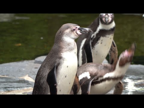 Tučňáci jsou osobnosti, pro které je rodina nade vše