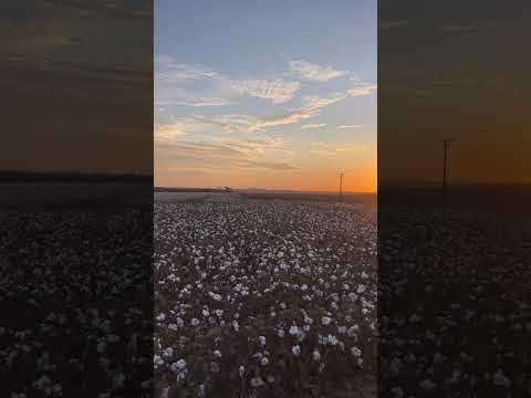 Ouro Branco do Brasil!! #cotton #farming #farmer #agro