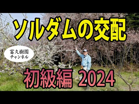 庭のアルミホイル