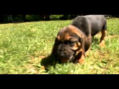 Pet4you.gr: Dogs Bloodhound - Μπλαντχάουντ