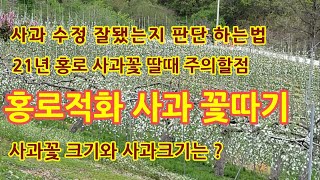 홍로적화  사과꽃따기 냉해 입은 꽃딸때 주의할점[사과재배]
