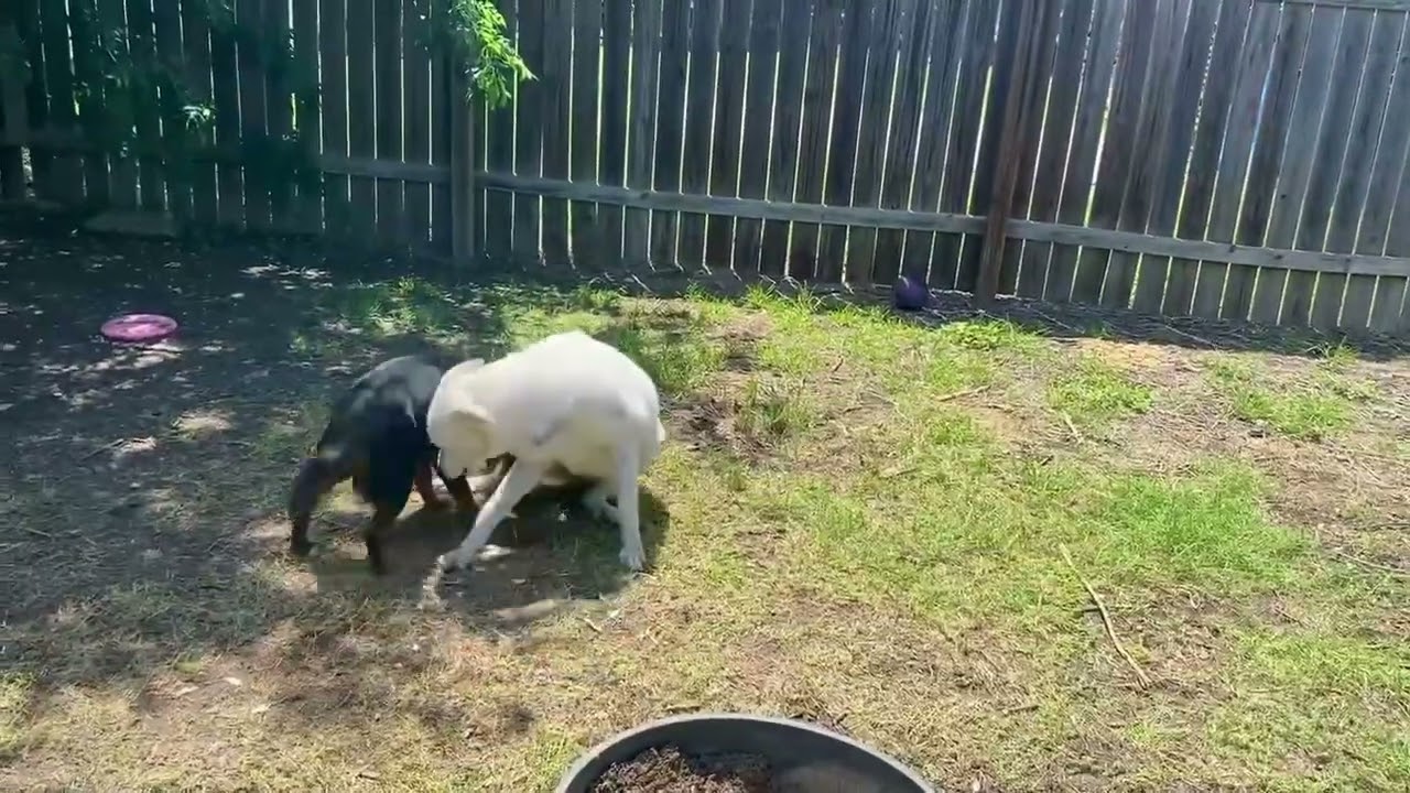 Jewels needs a foster and adopter!, a Adoptable mixed breed in Portland, OR video 6/6