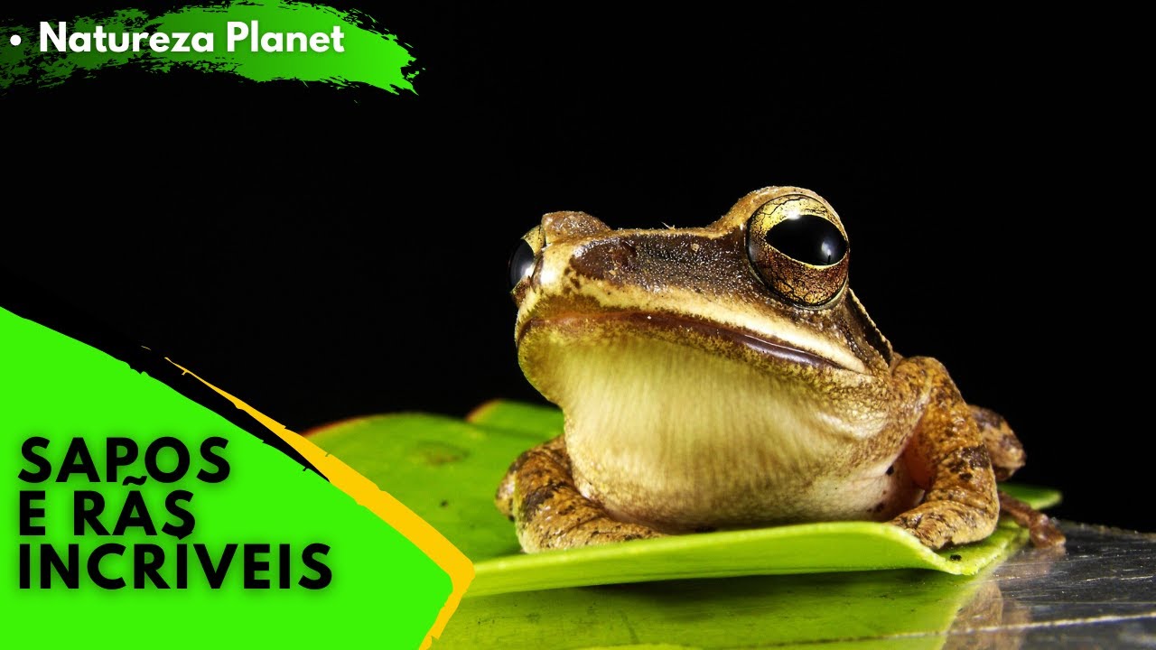🐸 Sapos  e  Rãs  INCRIVEIS NA NATUREZA 🐸