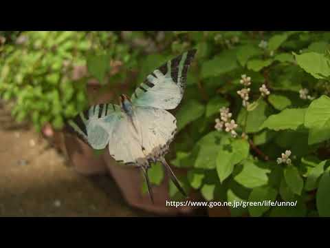 オナガタイマイの飛翔、33倍スローモーション