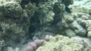 snowflake starry moray eel