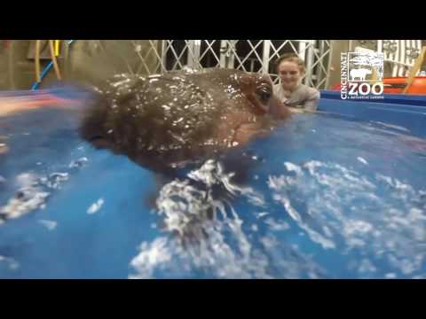 Premature Baby Hippo Fiona Underwater Pool Time - Cincinnati Zoo