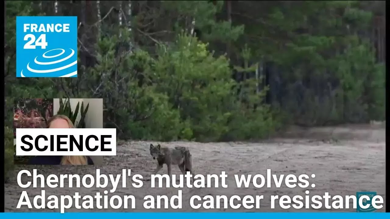 Chernobyl's mutant wolves: A case study of adaptation and cancer resistance • FRANCE 24 English