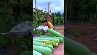 Como Eles Fazem Vegetais Gigantes?  #shorts