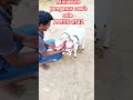 Miniature Punganur Cow S Sale 7993104742