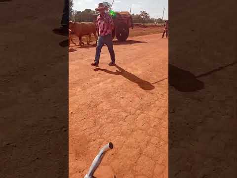 carro de 🐂 de Vianópolis encontrei essa relíquia em Bela vista de Goiás e vão pra Trindade