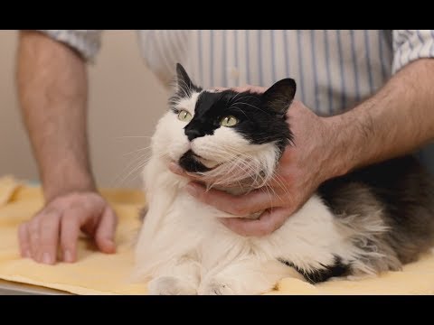 How to give eye medication to a cat