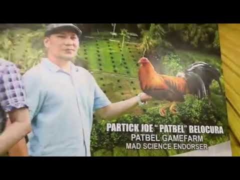 RGA PERSONAL BROOD COCK POSSUM 226 LN MARKING THROUGH THE HELP OF SIR PATBEL.