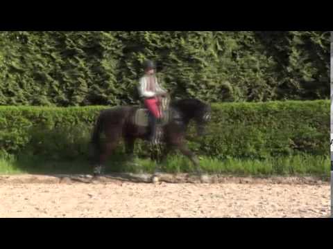 Feedback, schwarzbrauner Wallach, *2010