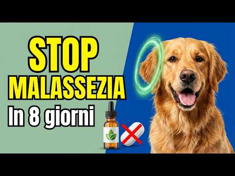 Otite nel cane Addio Malassezia Il Protocollo Naturale in 3 Pilastri Risultati in 8 giorni